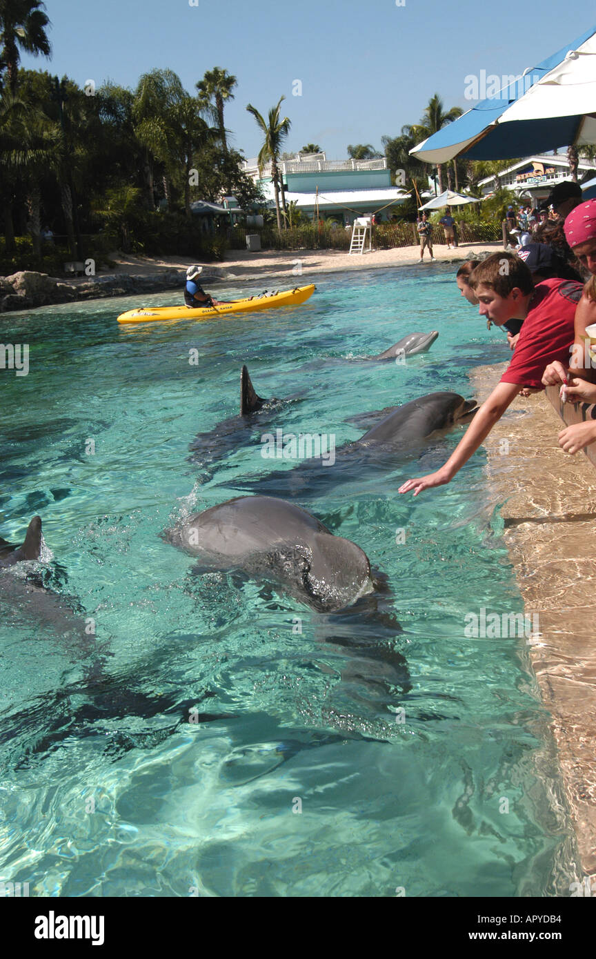 Sea World Dolphin Cove Orlando Floride personnes nourrir les dauphins Banque D'Images