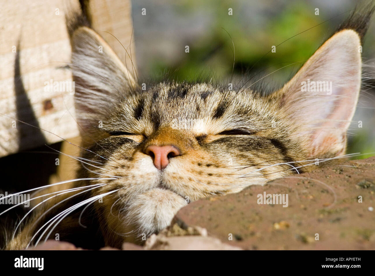 Chat de Maine coon Banque D'Images