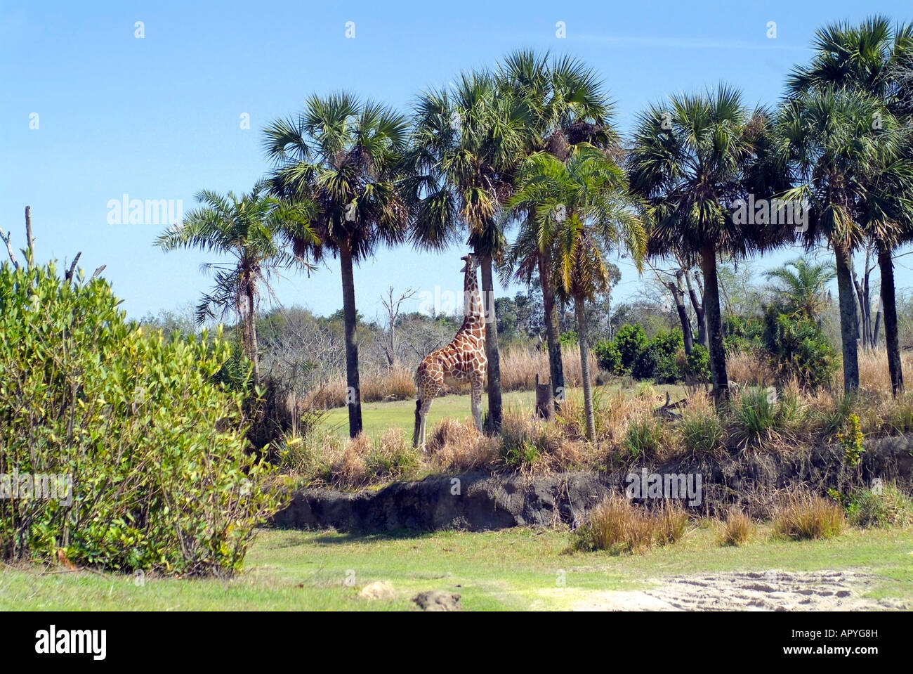 Girafe à partir d'un arbre haut de l'alimentation Banque D'Images Girafe à partir d'un arbre haut de l'alimentation Banque D'Images