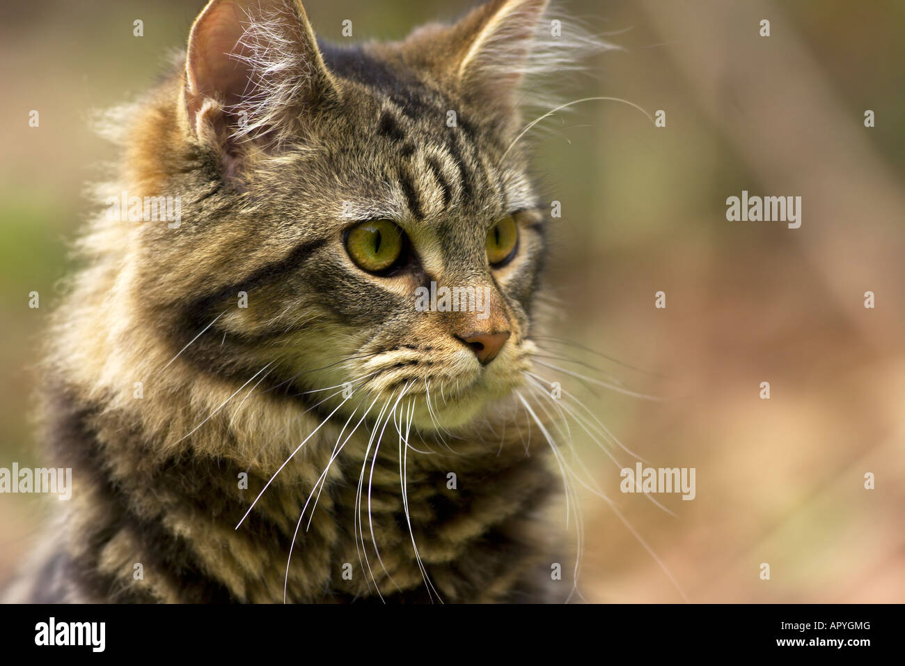 Chat de Maine coon Banque D'Images