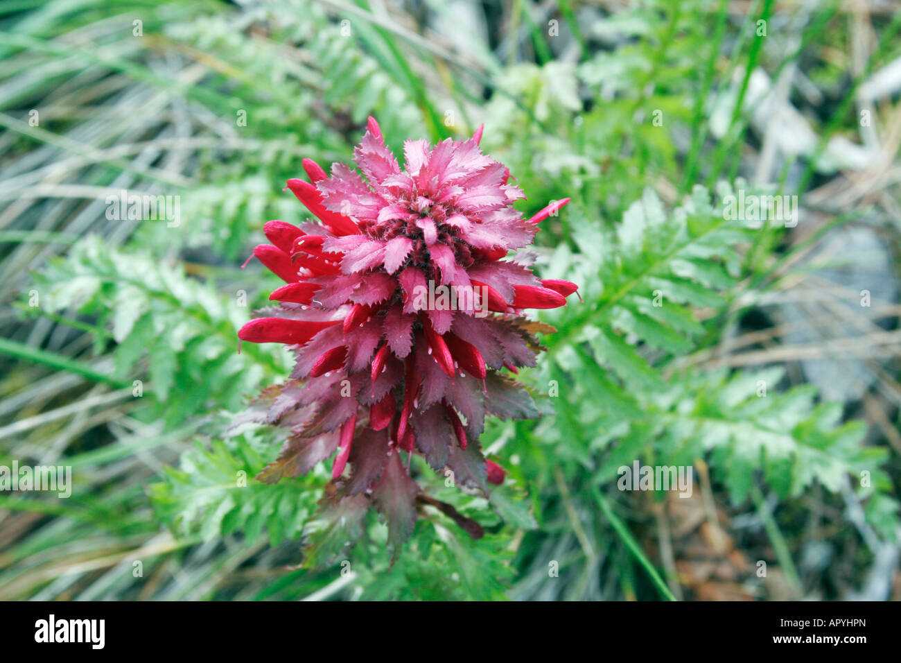 Guerrier indien plante Pedicularis den close up Banque D'Images