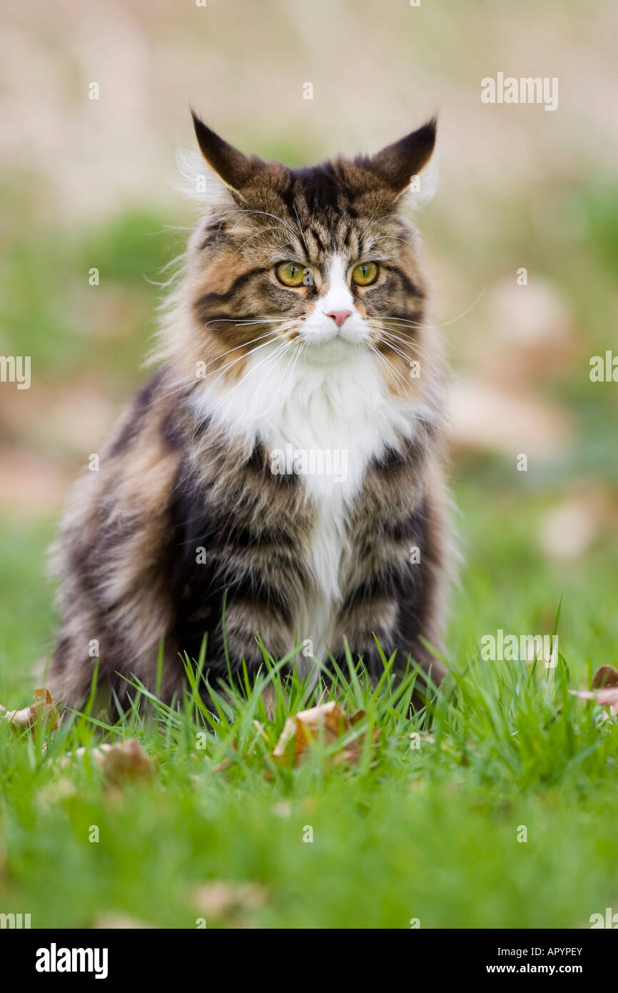 Chat de Maine coon Banque D'Images