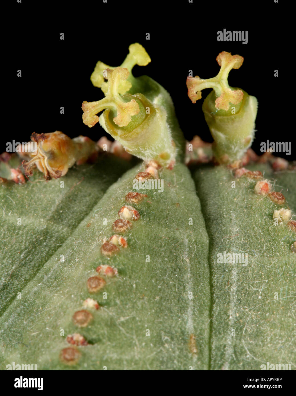 Fleurs d'Euphorbia cavernularia Banque D'Images