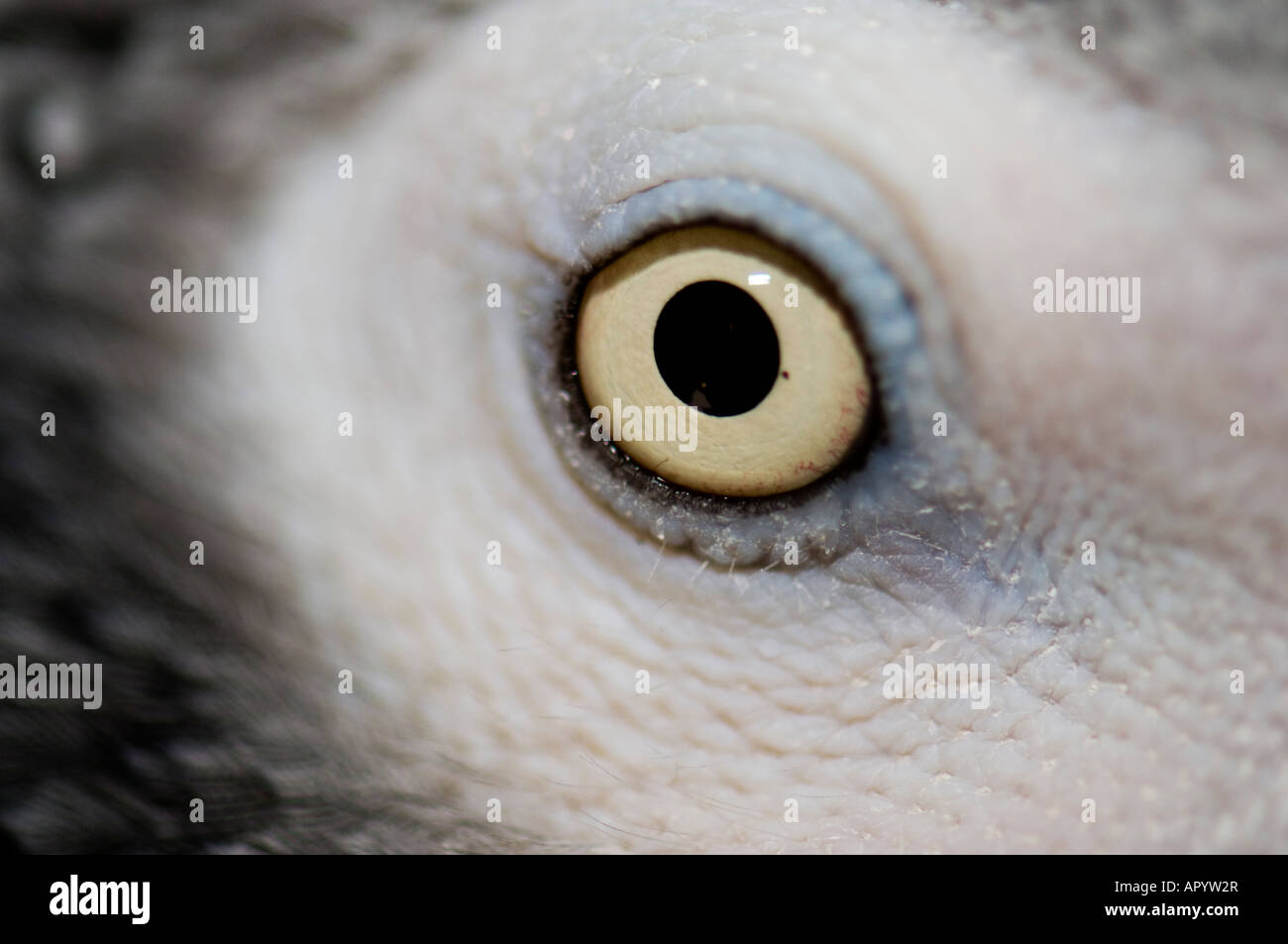 Un plan macro sur l'œil d'un perroquet Gris d'Afrique Congo mâle, Psittacus erithacus. Banque D'Images