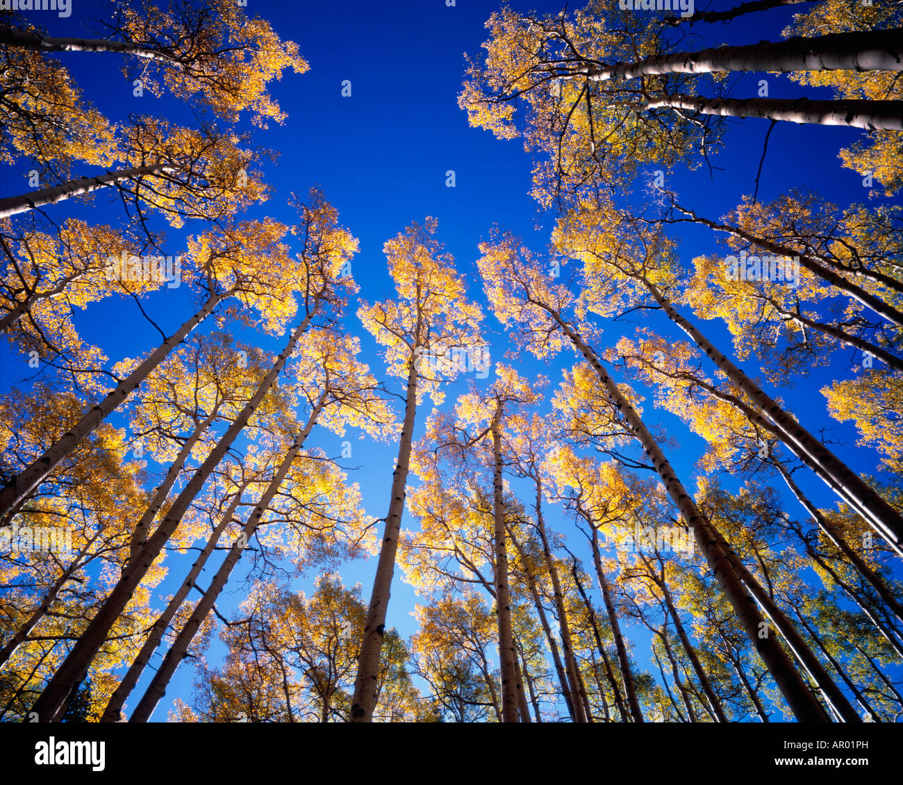 Aspen Grove en bassin intérieur de san francisco peaks Banque D'Images