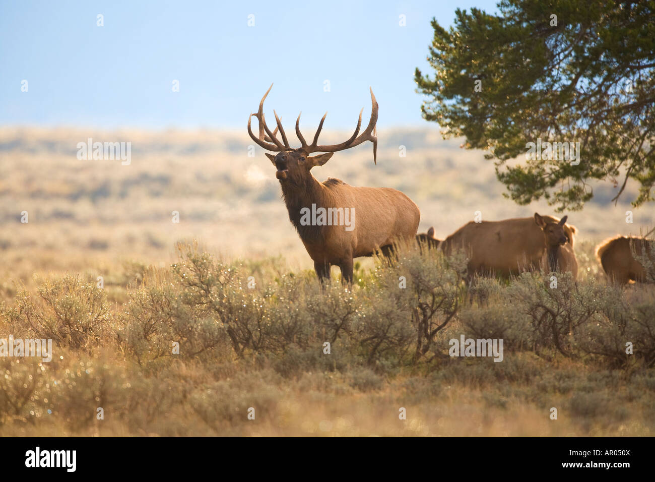 Wapiti dans le Grand Teton National Park Wyoming Banque D'Images