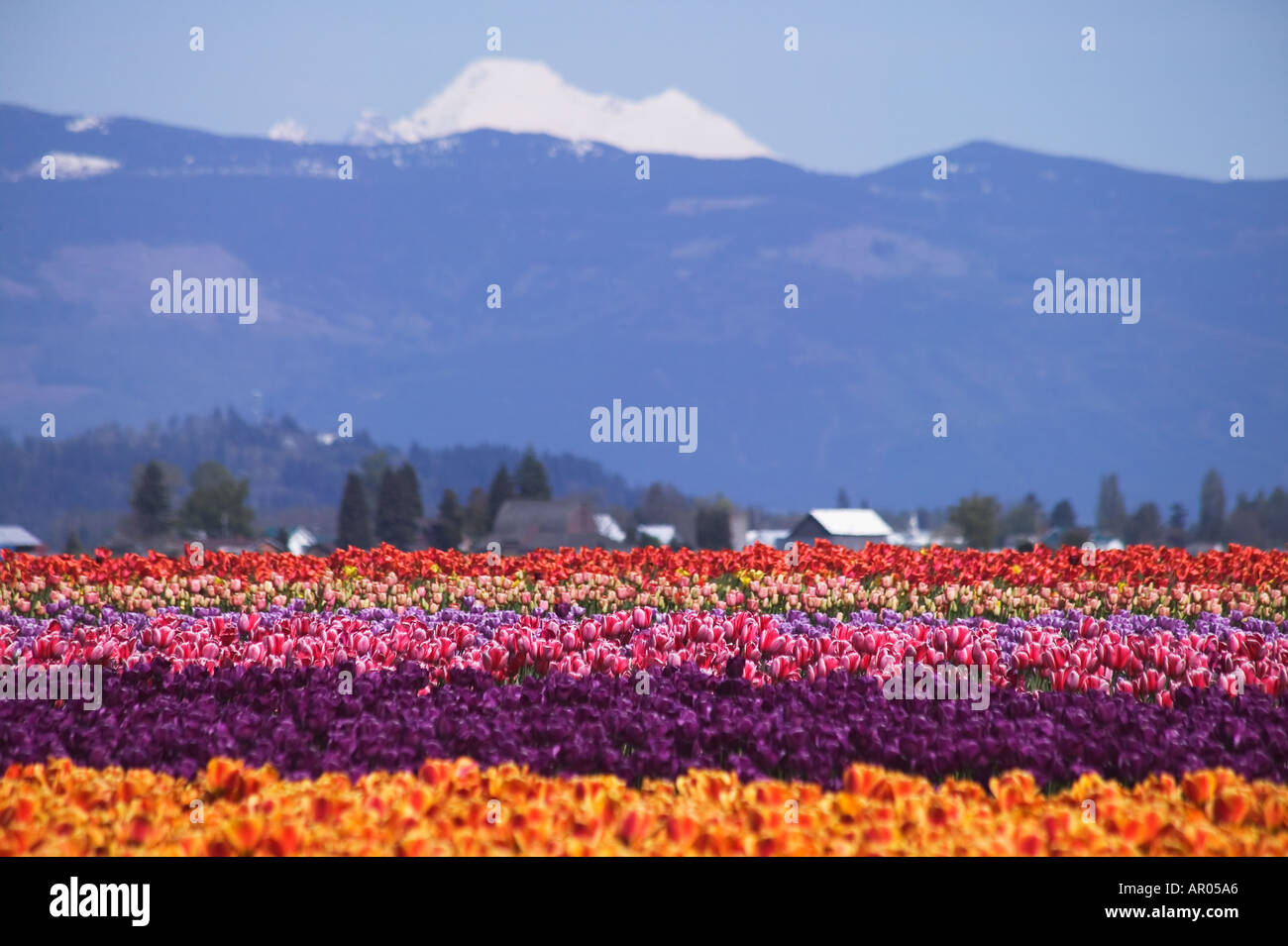 Domaine de fleurs de tulipes au printemps avec en arrière-plan le mont Baker près de Mt Vernon Washington dans la vallée de la Skagit USA Banque D'Images