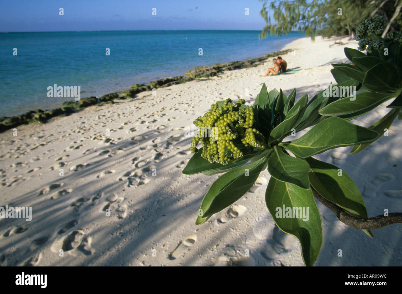 Plage de sable blanc, l'île Heron, Grande Barrière de Corail, Queensland, Australie Banque D'Images