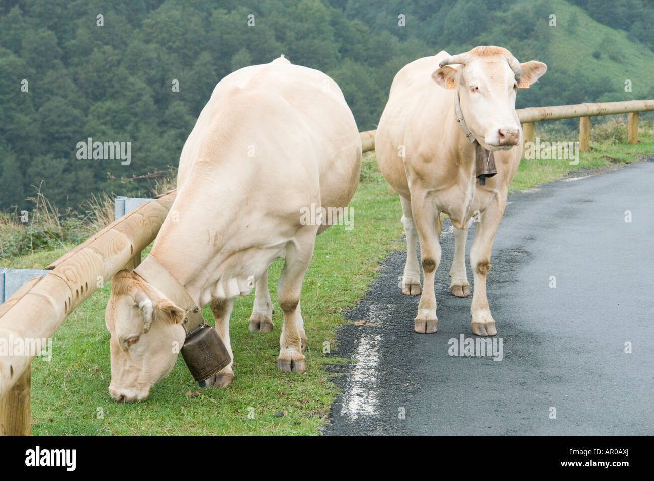 'La Blonde d' Aquitaine' vaches qui paissent à proximité de l'Atabal (France). Vaches Blondes d'Aquitaine paîssant près d' Iraty (France). Banque D'Images
