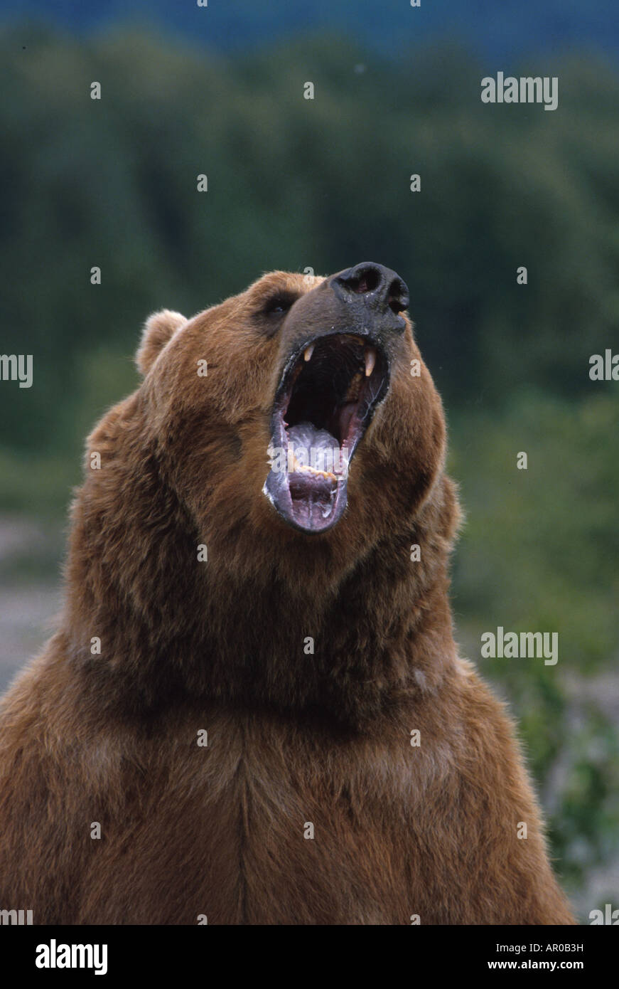 Grognement de l'ours brun debout en Alaska Banque D'Images