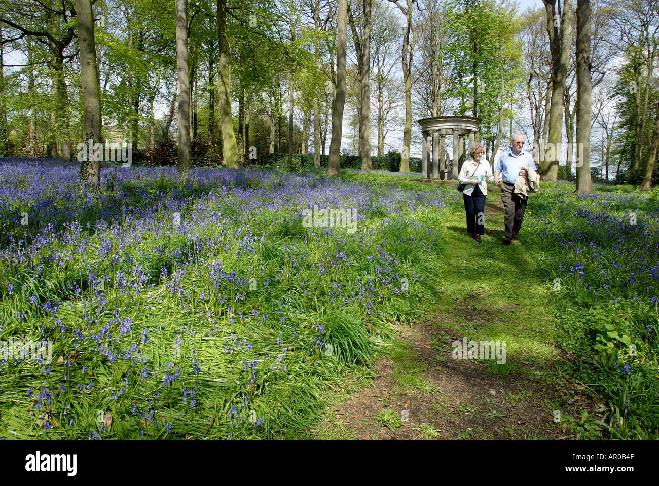 Blue Bells dans les jardins boisés à Renishaw Hall Museum Gardens dans le Derbyshire Banque D'Images