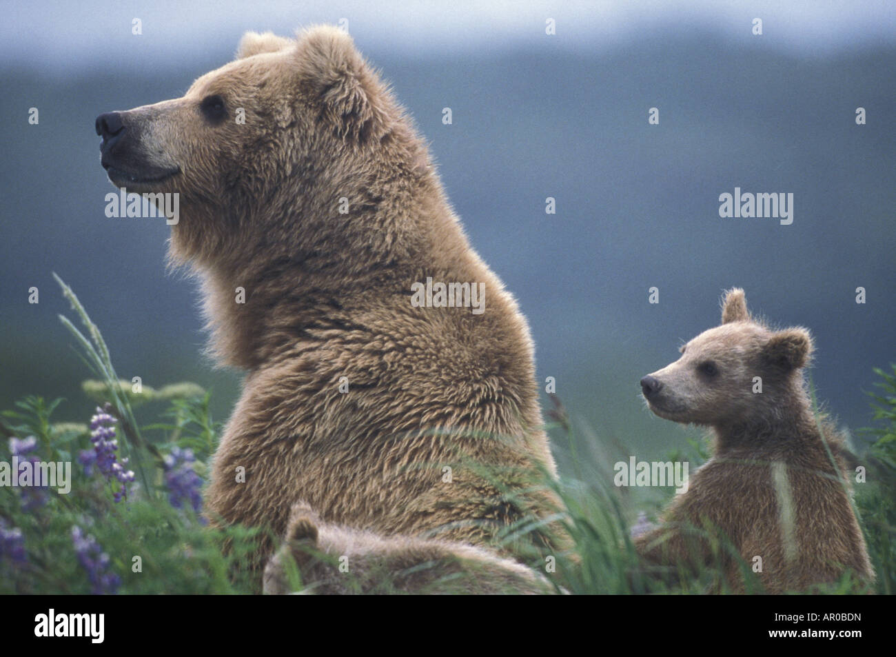 Grizzli & oursons dans Grass Hallo Bay Alaska Katmai NP Banque D'Images