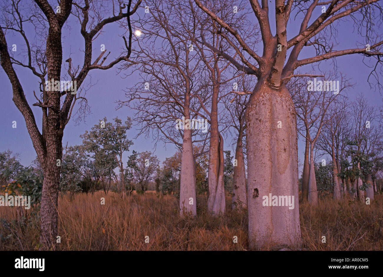 Boab arbres Australie occidentale, Australie Kimberley Banque D'Images