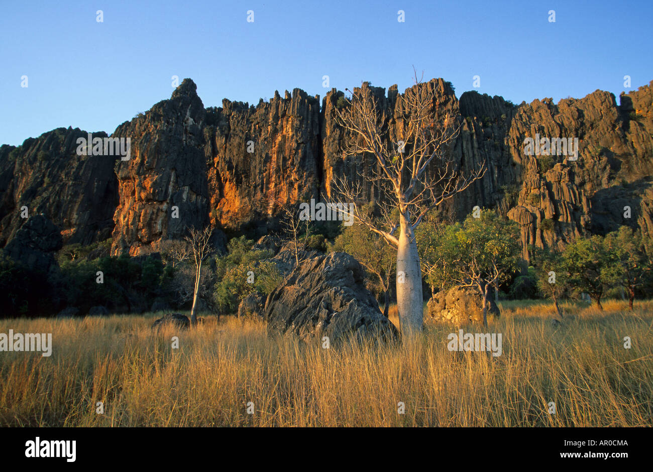 Boab tree à Windjana Gorge dans les Kimberleys, Australien, l'Ouest Australien, WA, boab tree à Windjana Gorge NP, Kimberley, Devon Banque D'Images