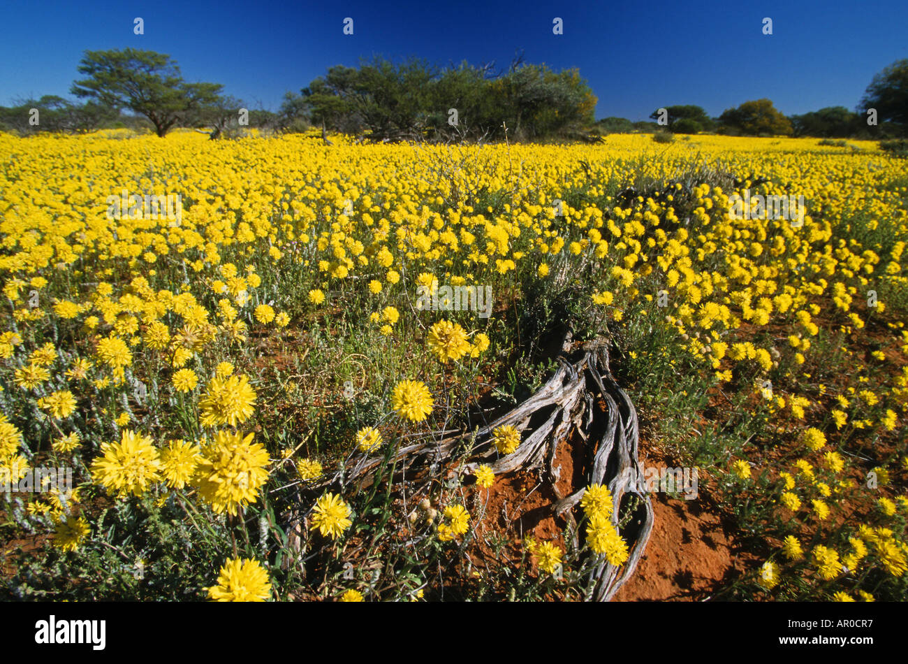 Prairie de fleurs jaunes, de l'Australie-Occidentale, Australie Banque D'Images