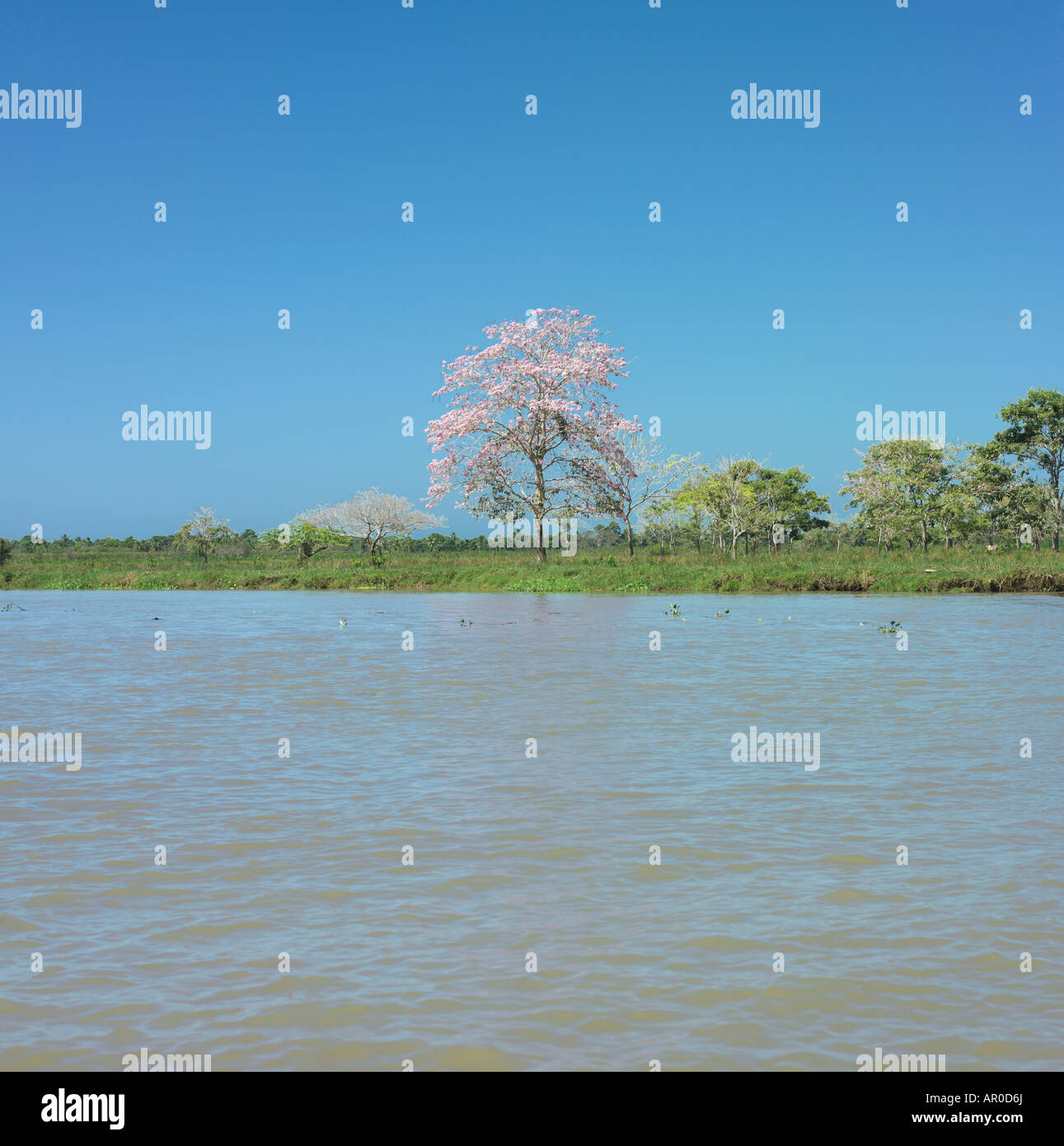 Un arbre en fleurs rose sur une rive du fleuve en Colombie Banque D'Images