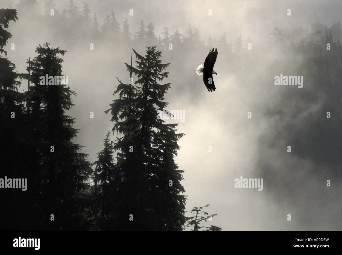 Pygargue à tête blanche volant dans Brumes d'été de la forêt de l'Alaska SE NF Tongass Composite Tracy Arm Banque D'Images