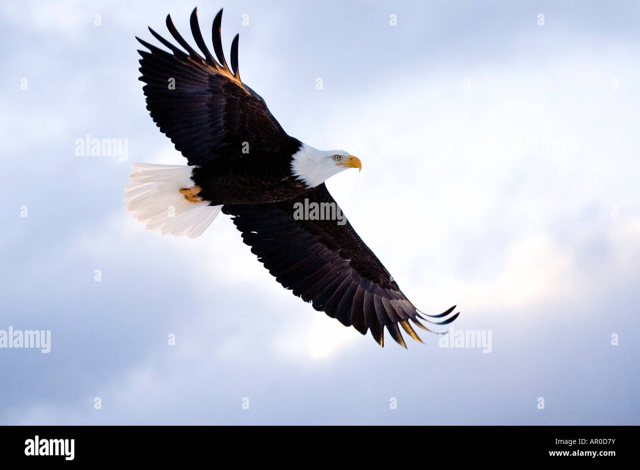 Aigle à tête en l'air vol au dessus de la péninsule de Kenai, Alaska Homer Spit Hiver Banque D'Images