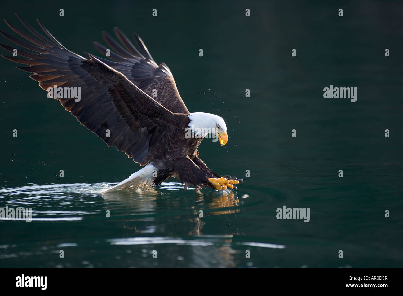 Pygargue à tête blanche la capture de poissons sur le rivage le passage de l'intérieur de la forêt nationale de Tongass SE Alaska Summer Banque D'Images