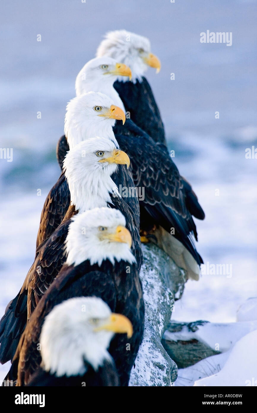 Six le Pygargue à tête blanche perché dans une rangée sur la neige couverts se connecter Homer Spit Kachemak Bay Péninsule Kenai en Alaska Banque D'Images