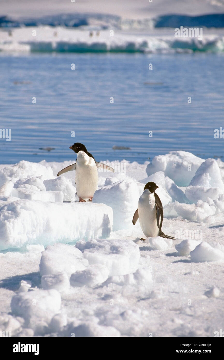 Manchots adélies debout sur l'Antarctique Iceberg Banque D'Images