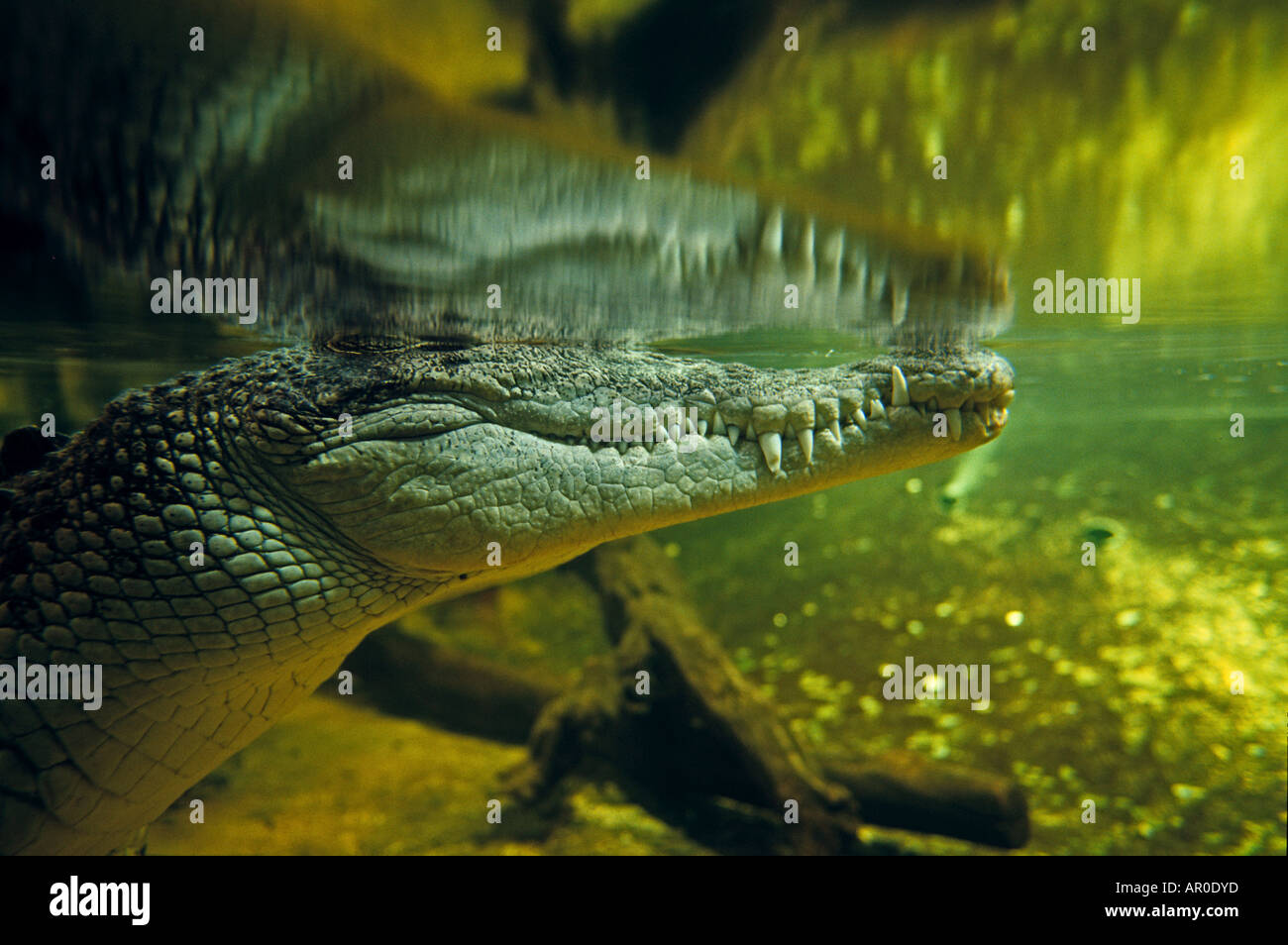 Submergé crocodile, l'Aquarium de Sydney, Sydney, Australie Banque D'Images