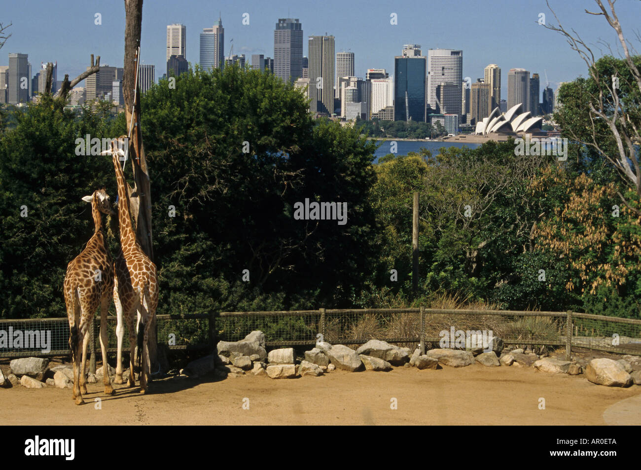 Les girafes, le Zoo Taronga, Sydney, Australie, Sydney, Taronga Zoo célèbre nourrir les girafes en face de Sydney city skyline Banque D'Images