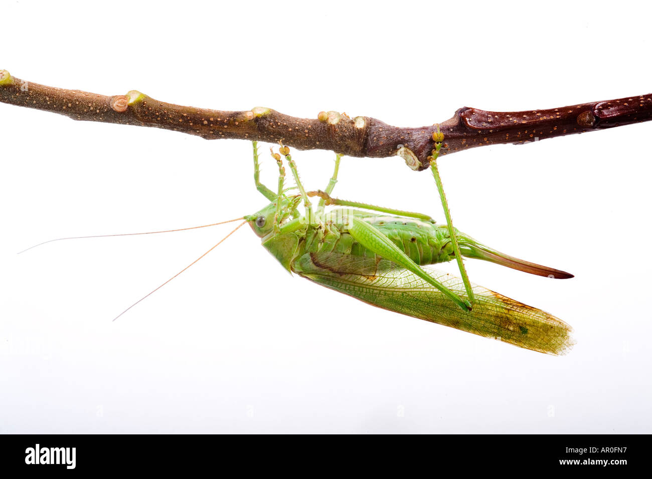 Bush vert Tettigonia viridissima (cricket) Banque D'Images