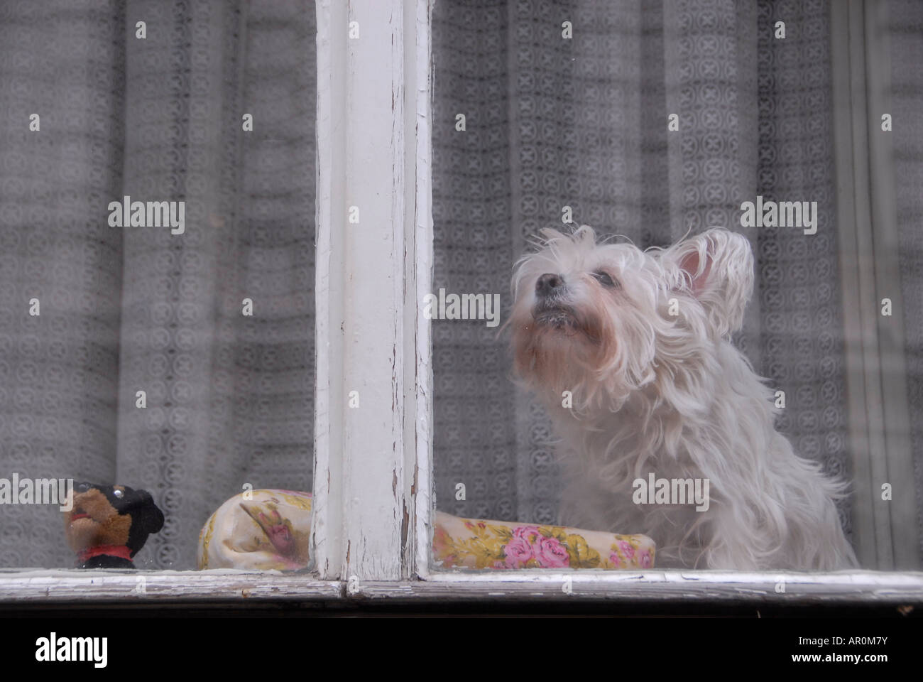Un petit chien blanc assis à une fenêtre fermée à Prague République Tchèque Banque D'Images