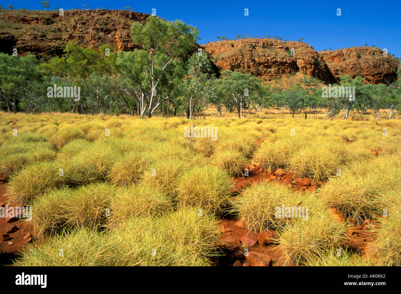 Gras spinifex, Gibb River Road, Kimberley, Western Australia Australla Banque D'Images