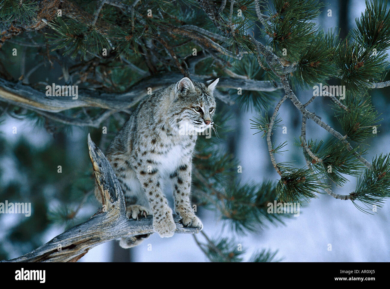 Le lynx roux, le lynx rouge assis sur une branche, le Lynx rufus, les animaux Banque D'Images Le lynx roux, le lynx rouge assis sur une branche, le Lynx rufus, les animaux Banque D'Images