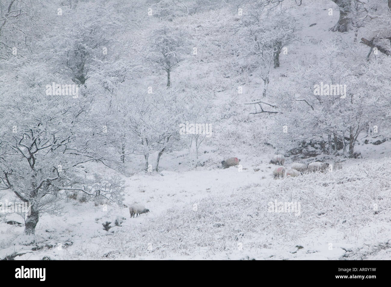 Les arbres couverts de neige et des moutons sur la puce dans le Lake District UK Banque D'Images