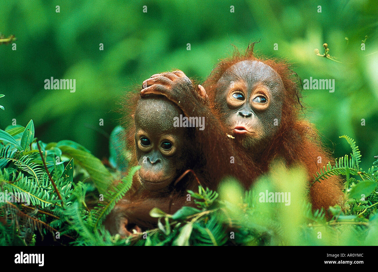 Deux petits orangs-outans, parc national de Gunung Leuser, Sumatra, Indonésie, Asie Banque D'Images