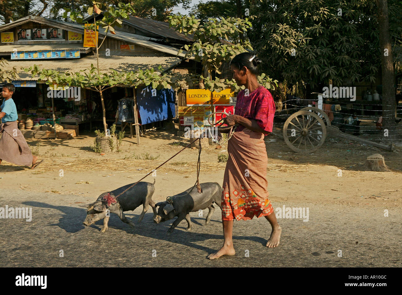 Les porcs d'être traversé la route, la Birmanie Myanmar Banque D'Images