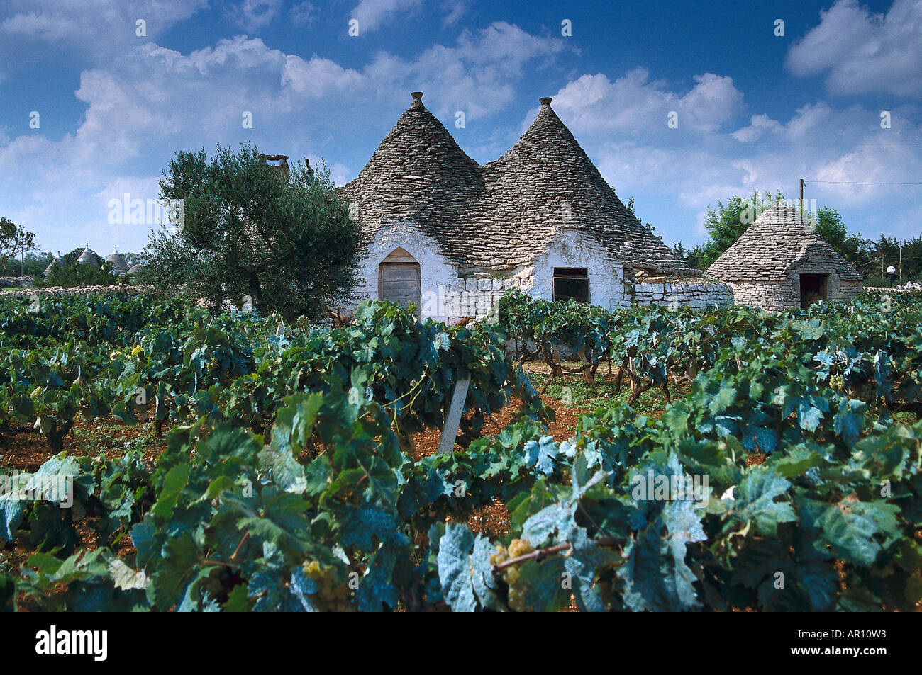 Chambre Trullo dans un vignoble, Pouilles, Italie Banque D'Images Chambre Trullo dans un vignoble, Pouilles, Italie Banque D'Images