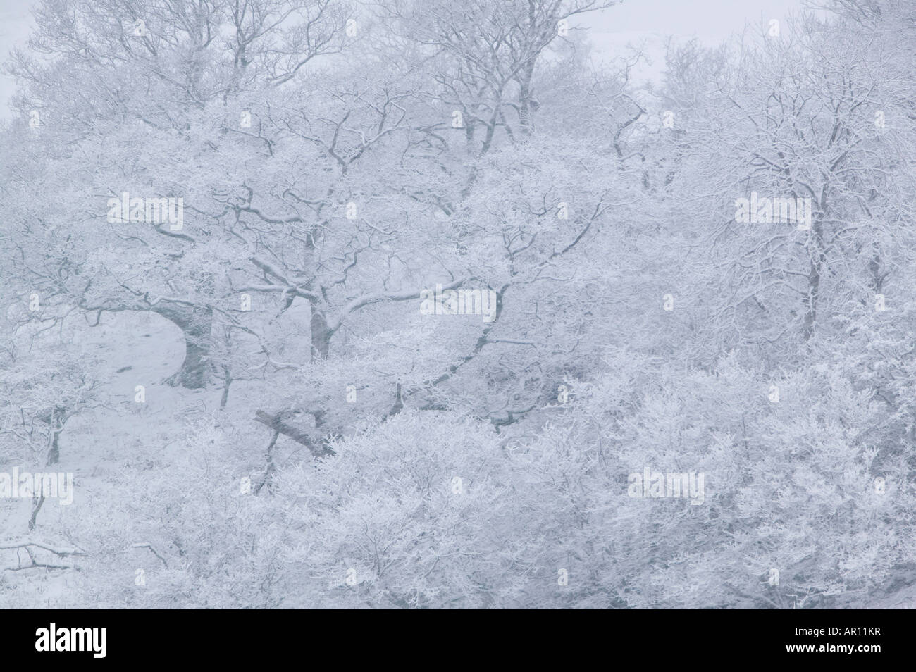 Les arbres couverts de neige sur la puce dans le Lake District UK Banque D'Images