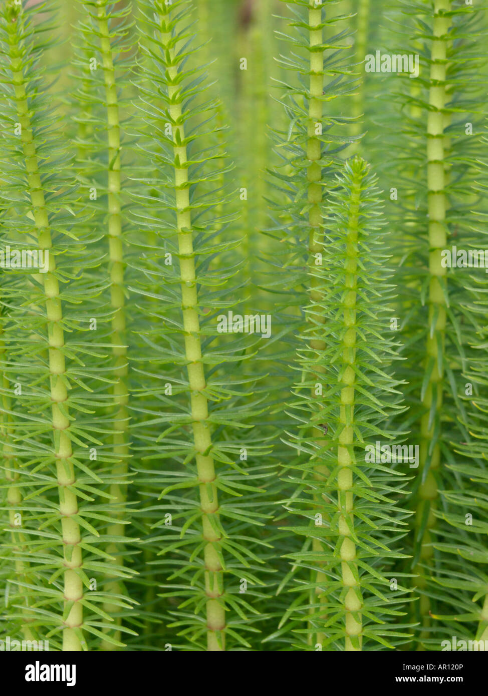 Queue de la mare commune (Hippuris vulgaris) Banque D'Images