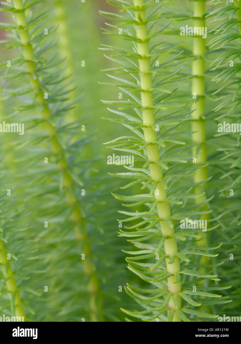 Queue de la mare commune (Hippuris vulgaris) Banque D'Images