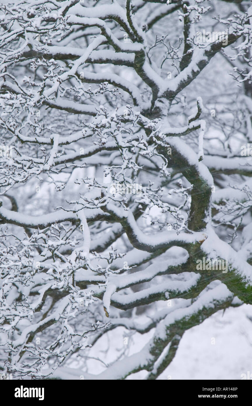 Les arbres couverts de neige sur la puce dans le Lake District UK Banque D'Images