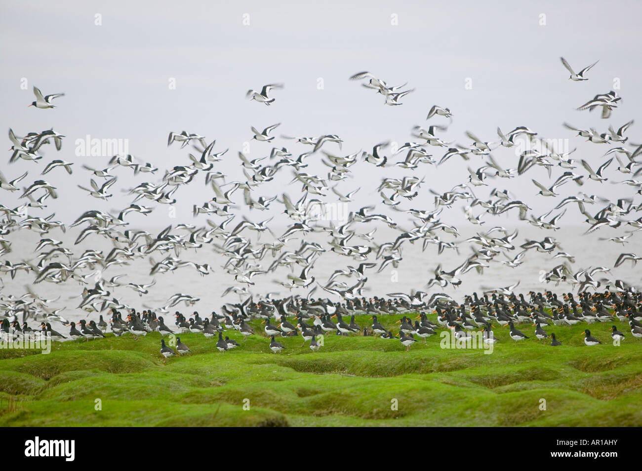 Les huîtriers se percher à marée haute à l'esst Bank Morecambe Bay UK Banque D'Images