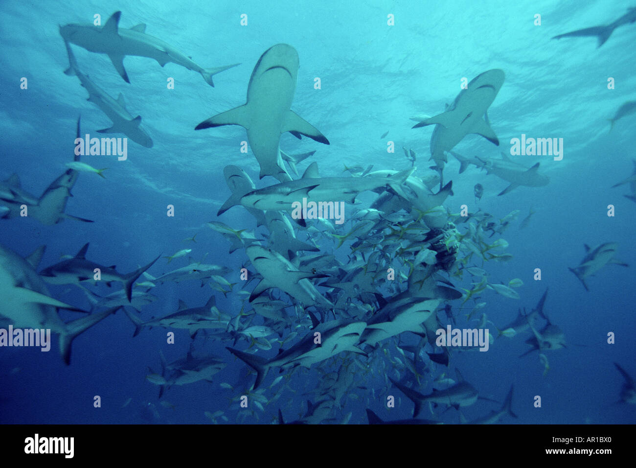 Caribbean reef shark Carcharhinus perezi est la plus commune des grands requins de récif il nage sur les récifs coralliens qui se nourrissent de poissons et invertébrés de grande taille Bahamas Océan Atlantique Banque D'Images