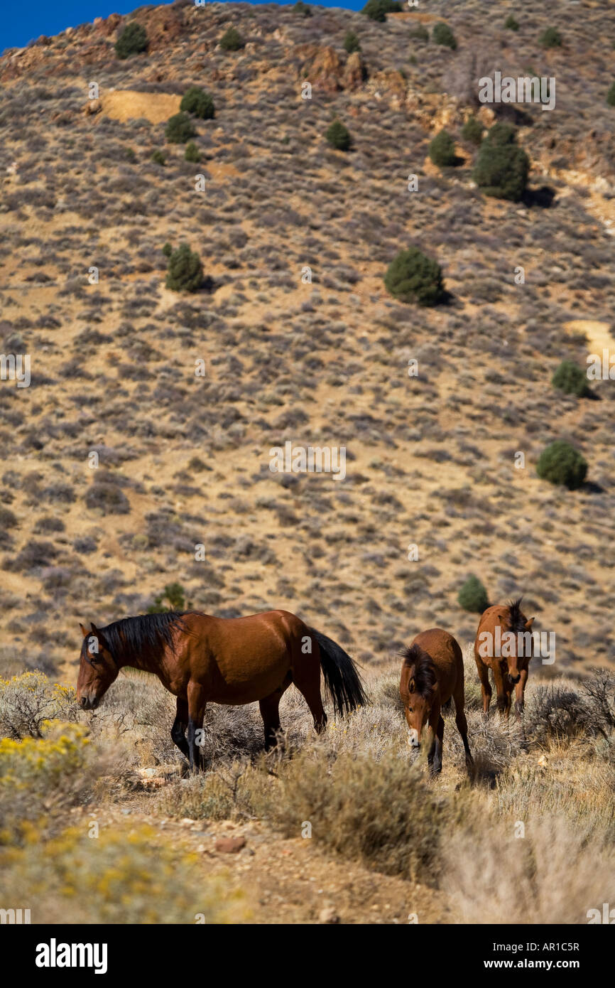 Chevaux sauvages lors de l'historique ville minière de Virginia City dans le Nevada Banque D'Images