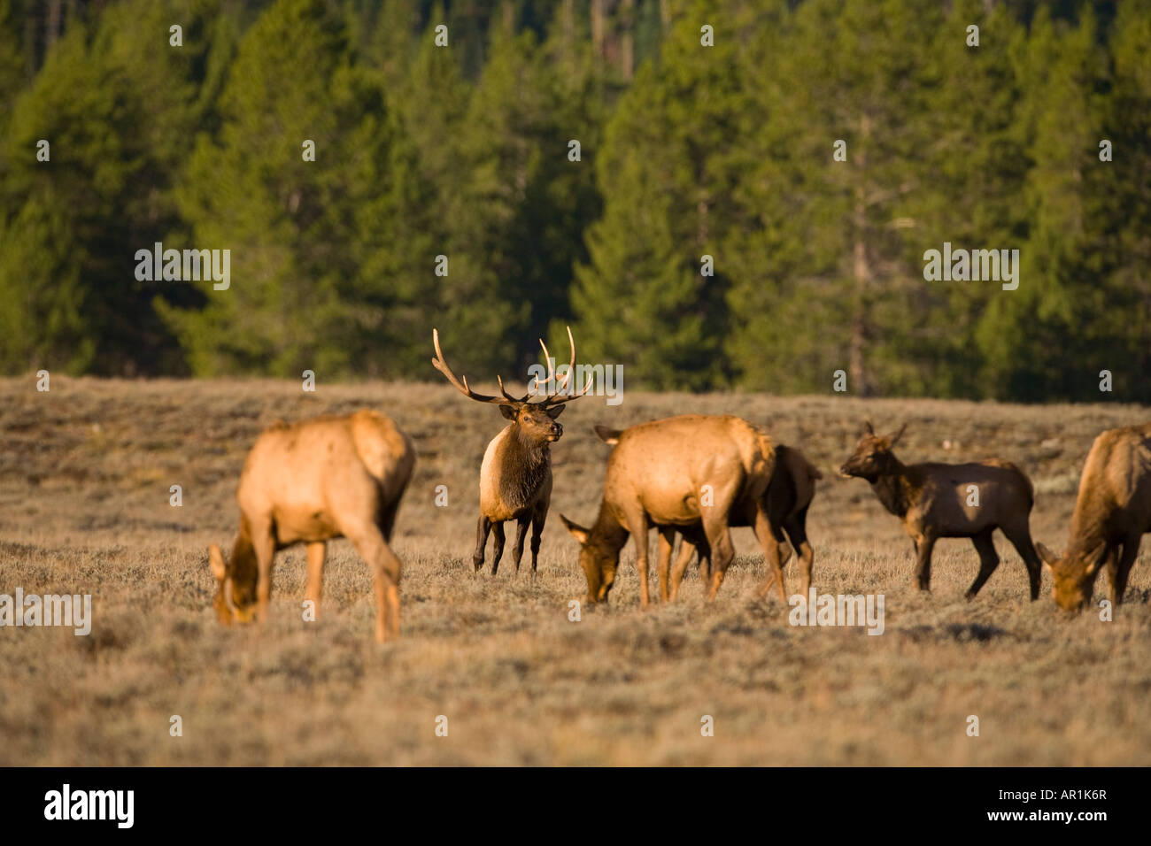 Les wapitis du parc national de Grand Teton Wyoming Banque D'Images