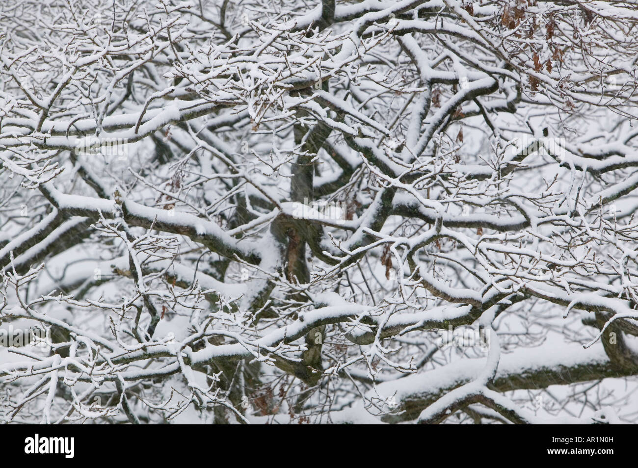 Un arbre couvert de neige sur la puce dans le Lake District UK Banque D'Images