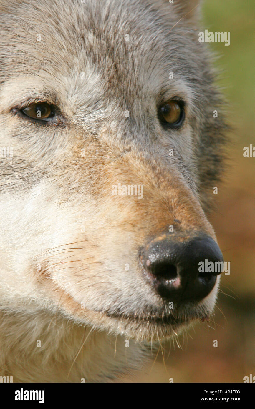 Beenham Conservation Trust gray wolf close up Banque D'Images