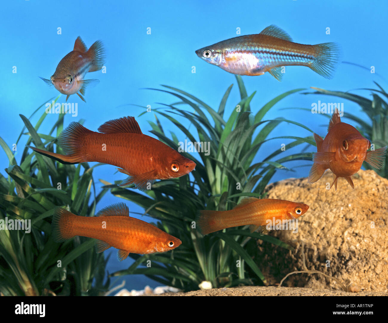 Swordtails / vert Xiphophorus helleri Banque D'Images