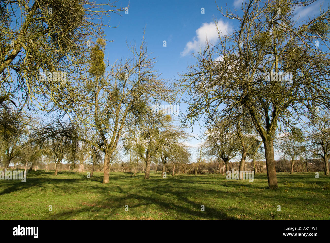 Herefordshire verger avec des arbres chargés de gui en hiver Banque D'Images