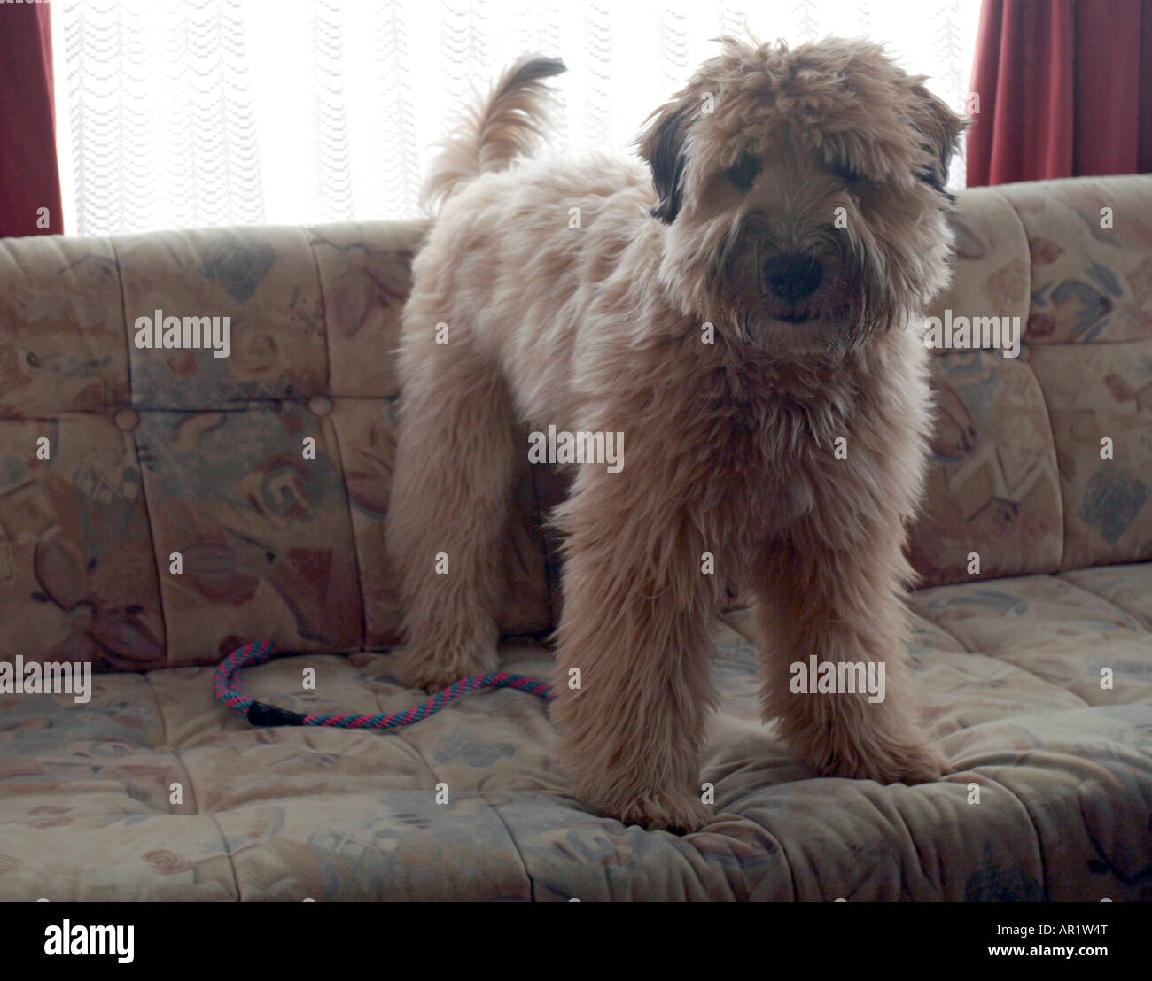 Wheaten Terrier dog standing on settee prêt à jouer Banque D'Images