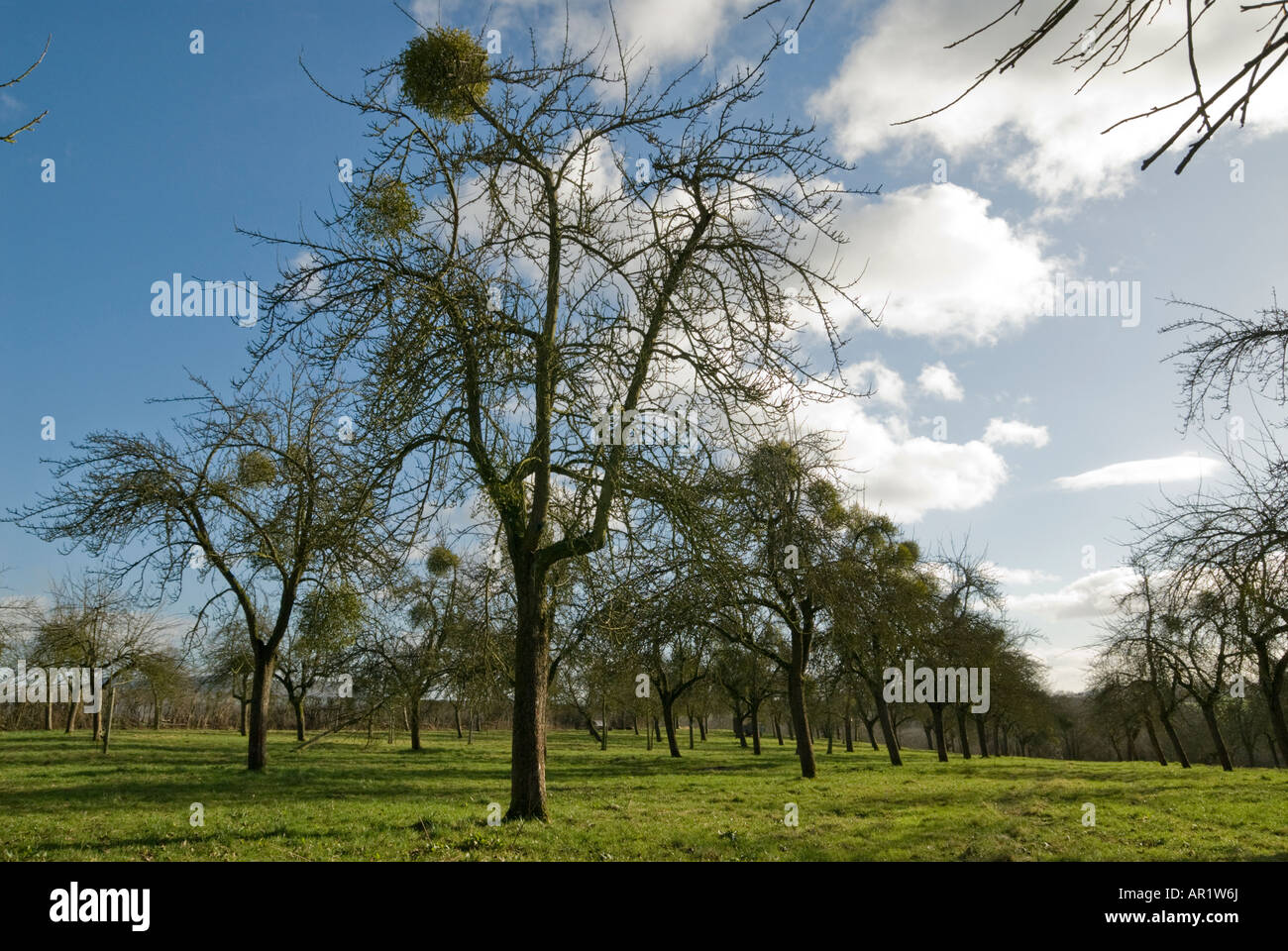 Herefordshire verger avec des arbres chargés de gui en hiver Banque D'Images