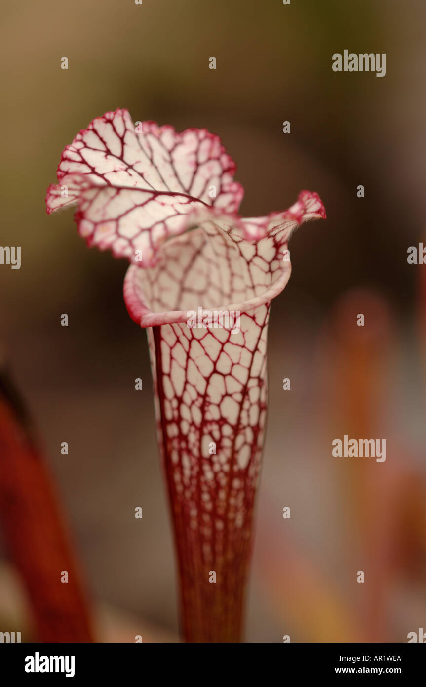 Sarracenia leucophylla trompette blanc sarracénie carnivores famille Sarraceniaceae Banque D'Images